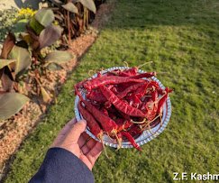 ZF Kashmiri Dry Fruits - photo 3 - Dry Fruits and Saffron Stores in Srinagar